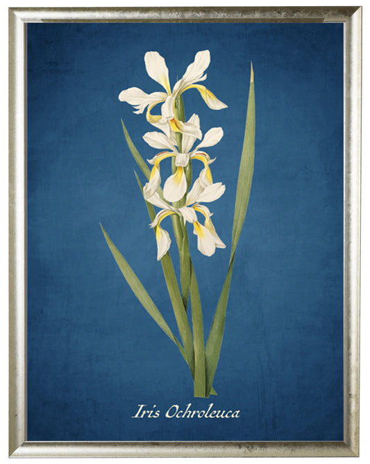 Iris Illustration on a Navy Background - Online Only