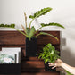 Barsian Wall Planter - Online Only