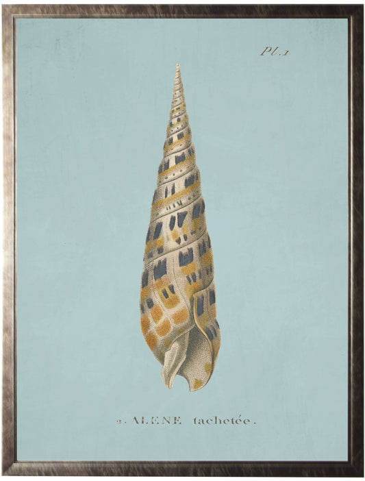 Plate 1 Seashell on Spa Background