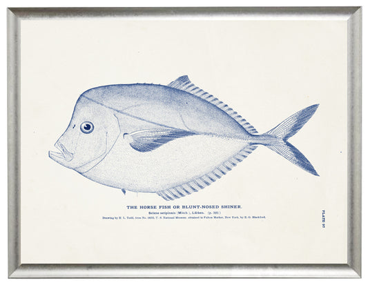 Horse Fish - Online Only