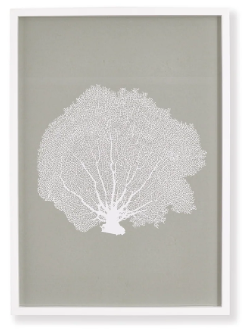 CORAL FANS STUDY III