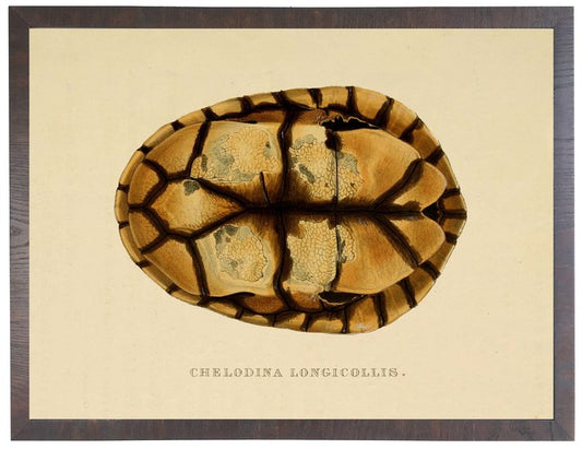 Turtle Shell Plate A - Online Only