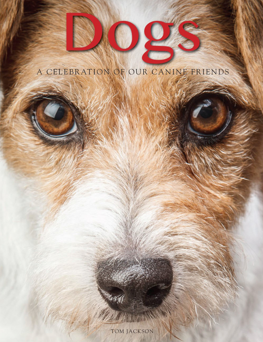 Dogs A Celebration of Our Canine Friends