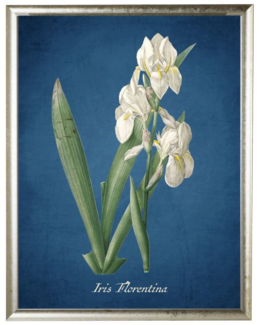 Iris Illustration on a Navy Background F - Online Only