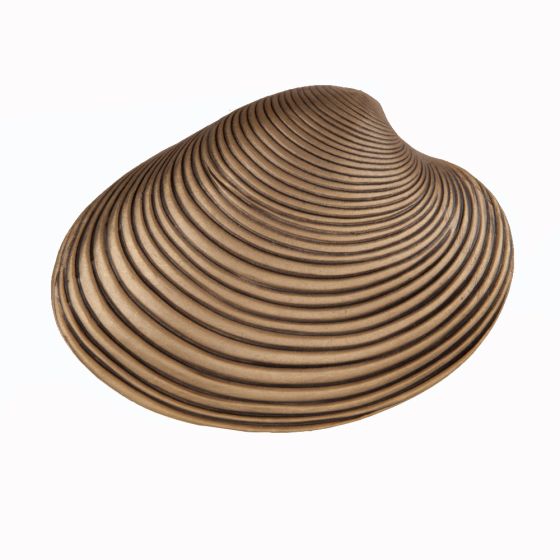 Set of 4 Clam Shell Knobs