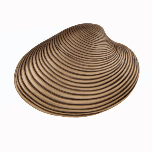 Set of 4 Clam Shell Knobs