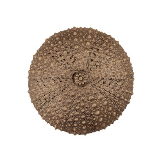 Set of 4 Sea Urchin Knob