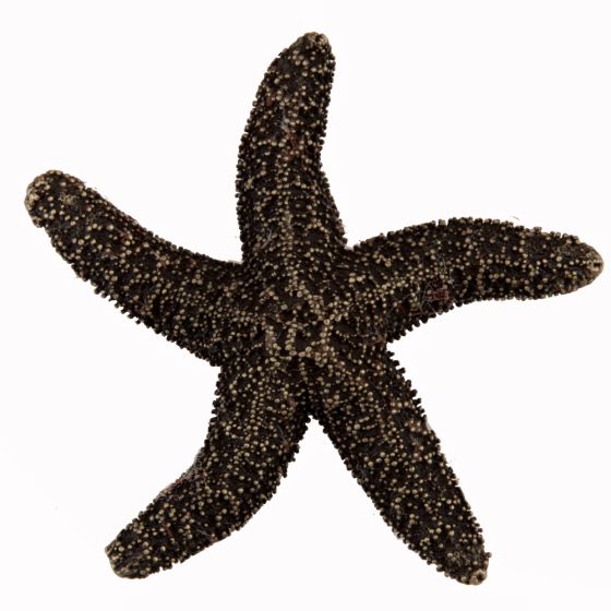 Set of 4 Natural Starfish Knob