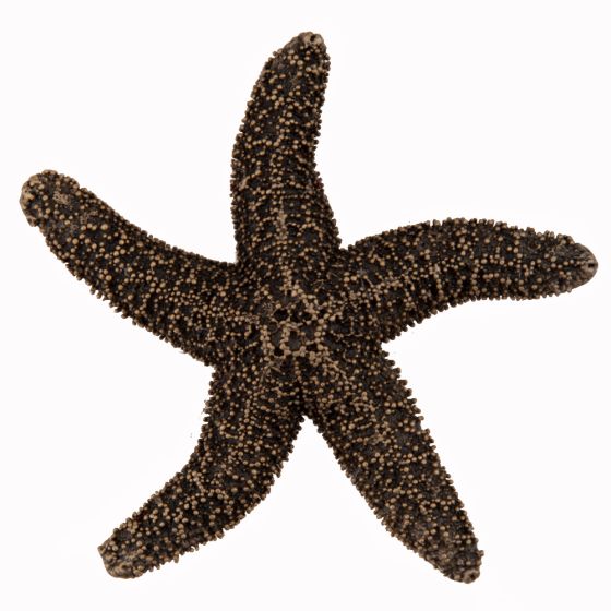 Set of 4 Natural Starfish Knob