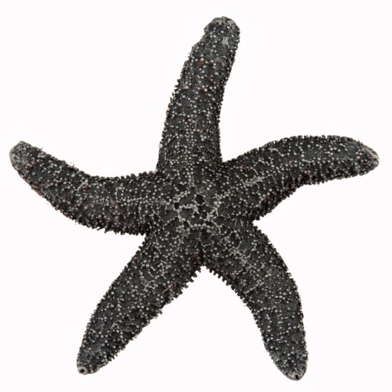 Set of 4 Natural Starfish Knob
