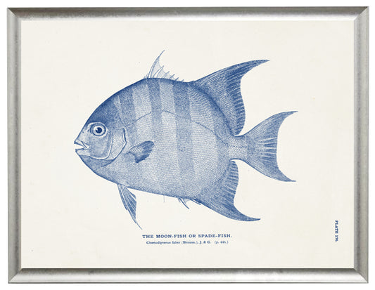 Moon-Fish - Online Only