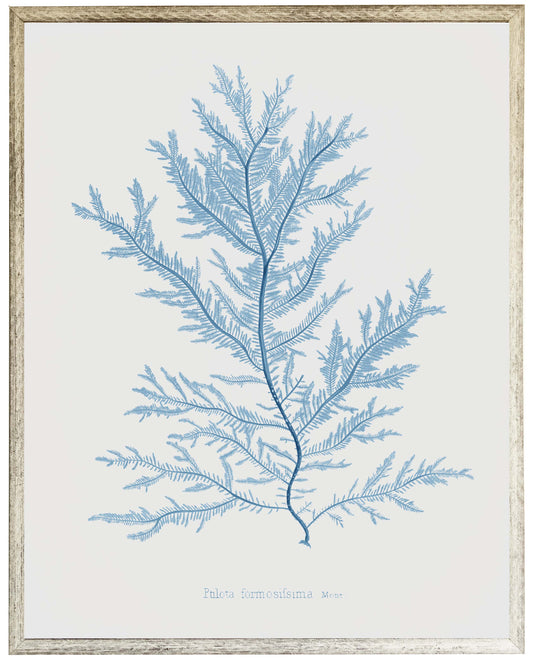 Blue Coral C - Online Only