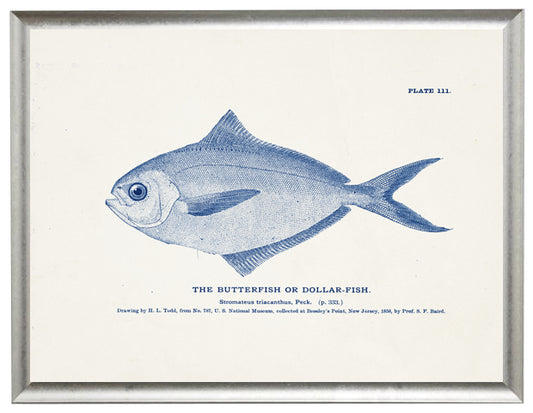 Butterfish - Online Only