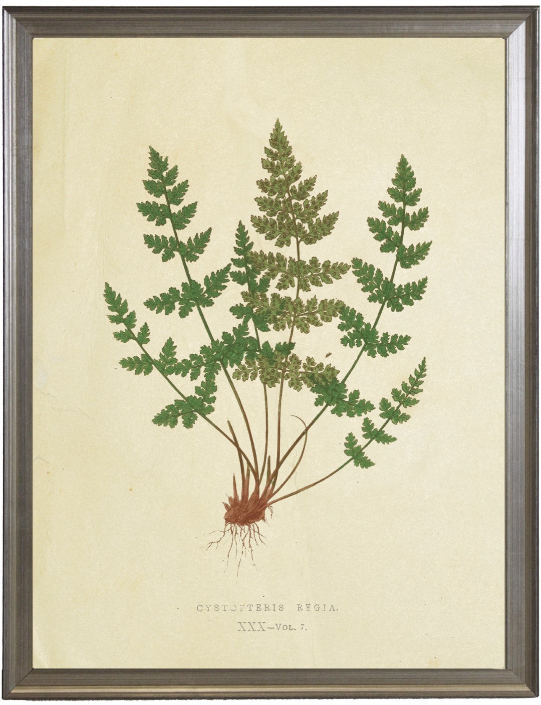 Fern Print I - Online Only