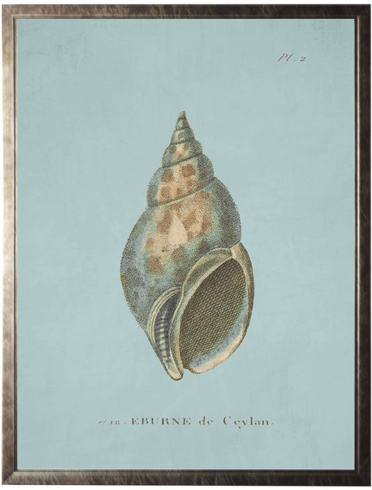 Plate 2 Seashell on Spa Background