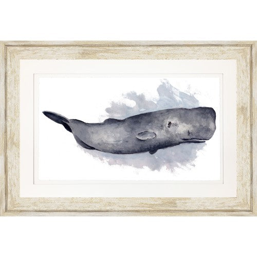 42" x 28" - SPERM WHALE FULL 3" DIS-SILVER