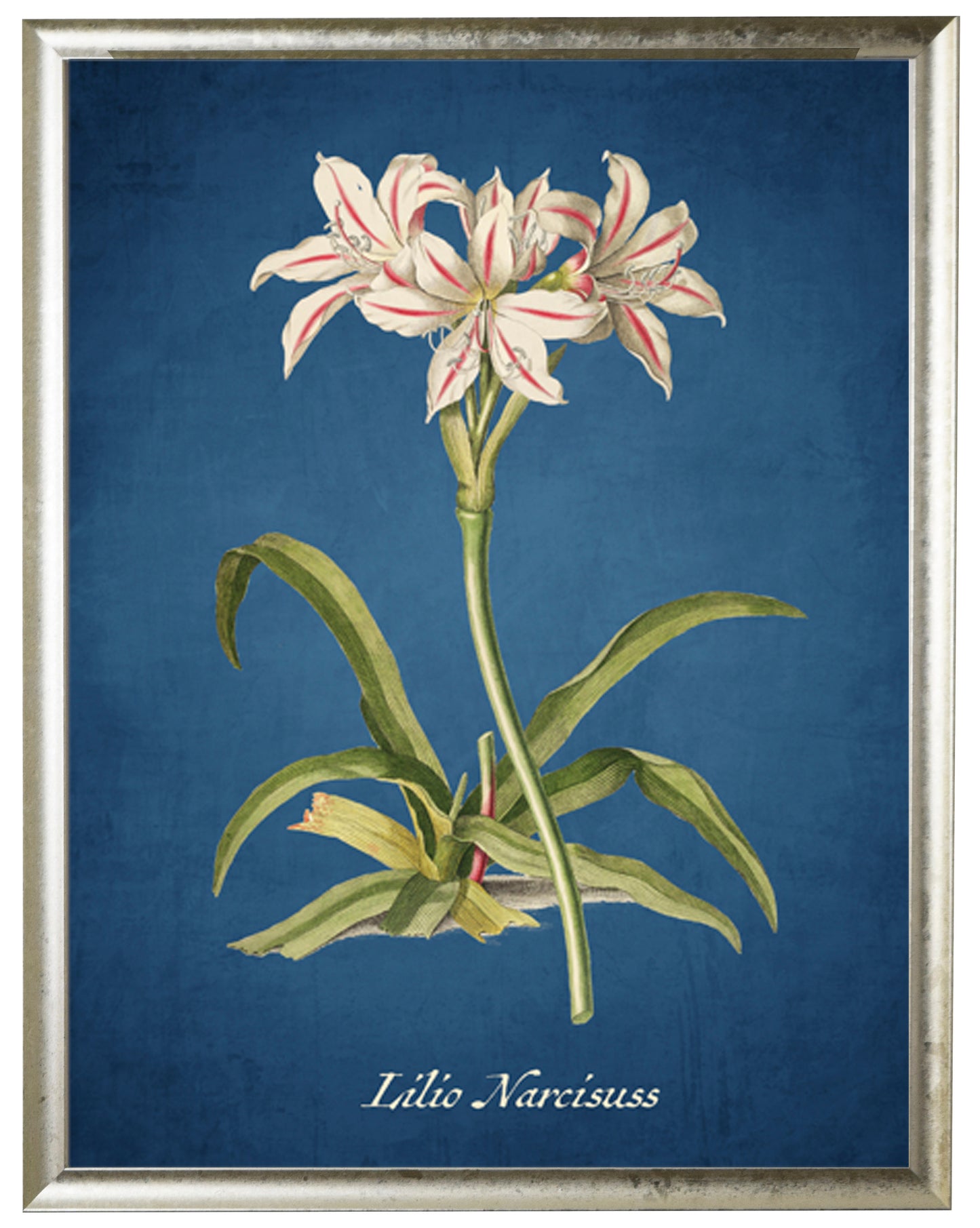 Lily Illustration on a Navy Background - Online Only