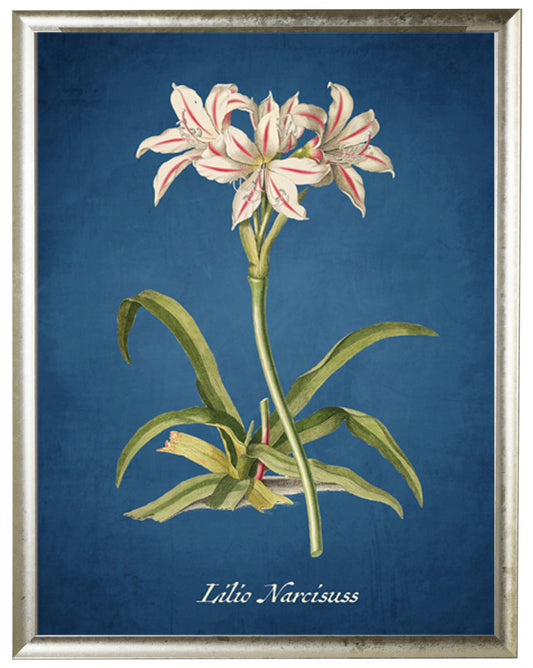 Lily Illustration on a Navy Background - Online Only