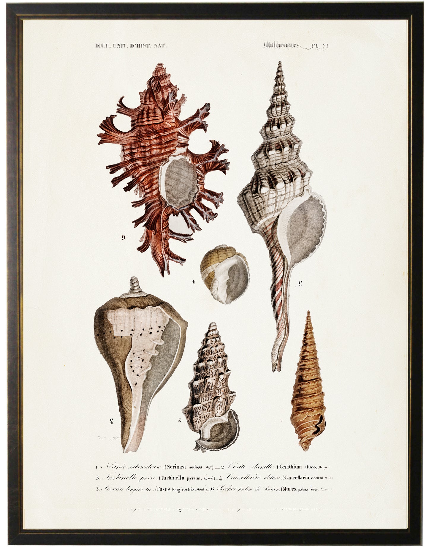 Six Large Conchshells - Online Only