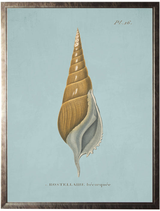 Plate 16 Seashell on Spa Background