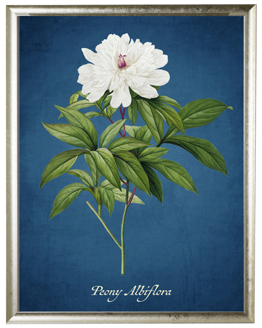 Peony Illustration on a Navy Background - Online Only