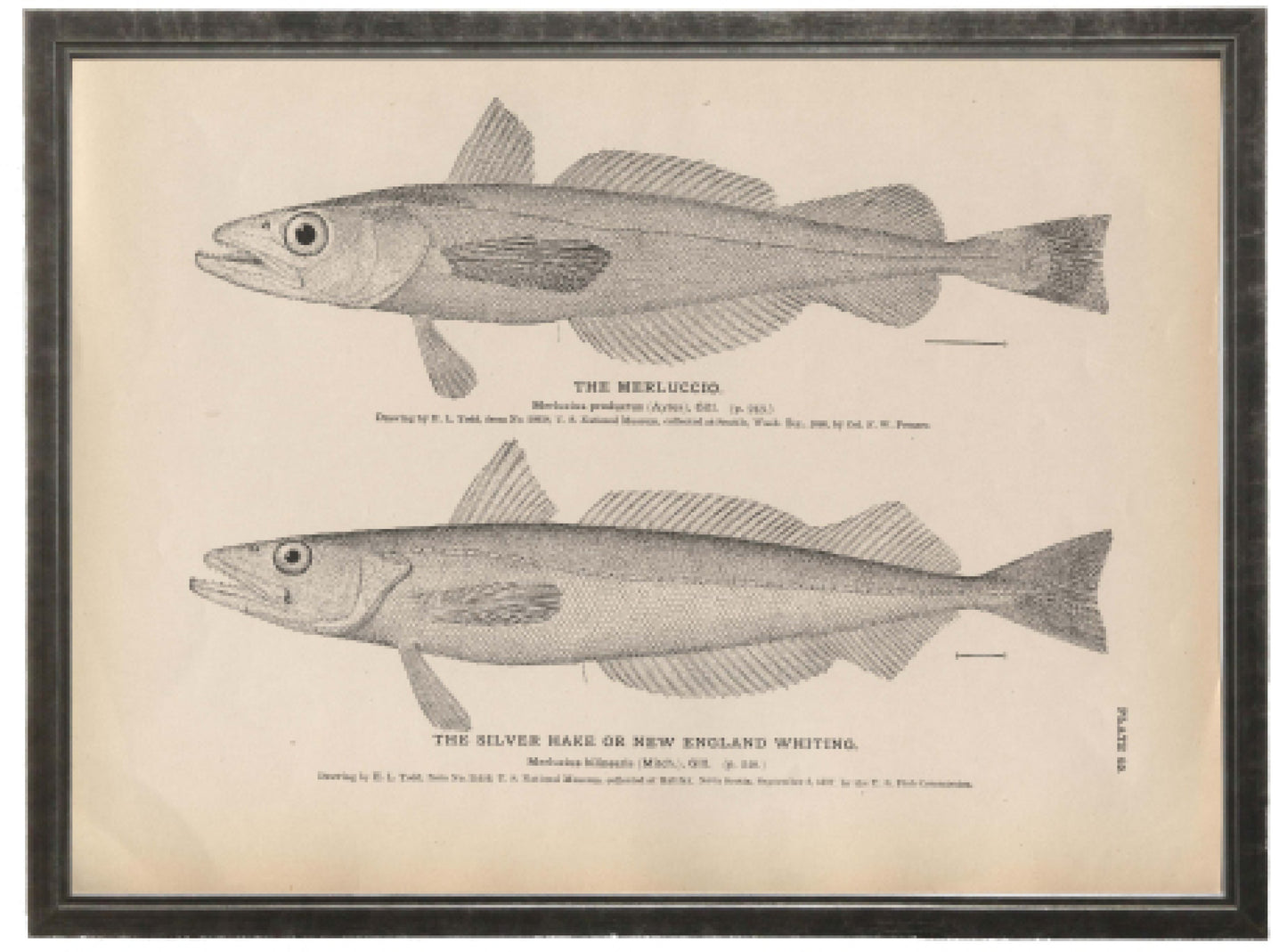 Merluccio and Silverhake - Online Only