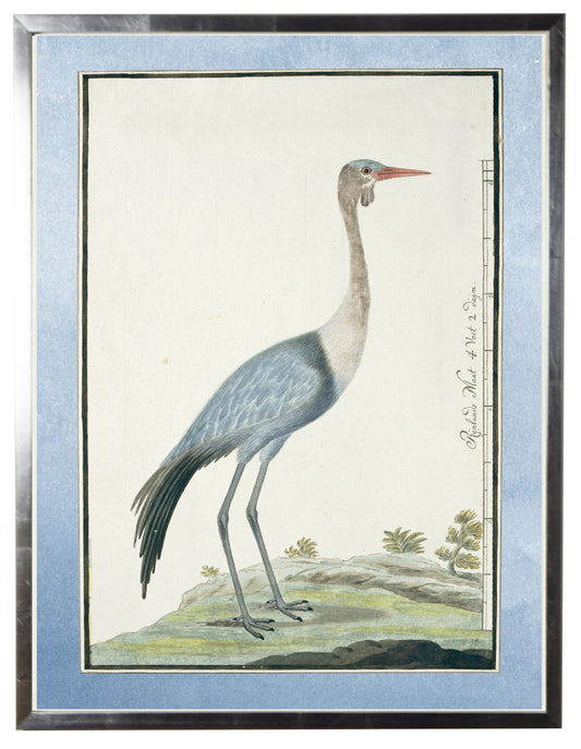 Waterbird with Pale Blue Border C - Online Only