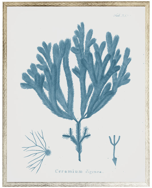 Blue Coral E - Online Only