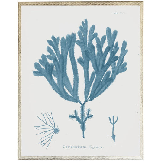 Blue Coral E - Online Only