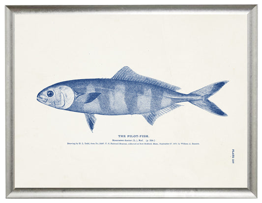 Pilot-Fish - Online Only