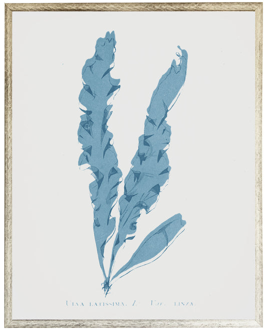 Blue Coral F - Online Only