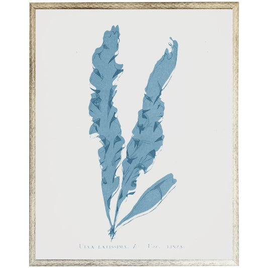 Blue Coral F - Online Only