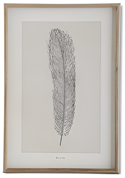 25.5 Inch Wood Framed Feather Print II