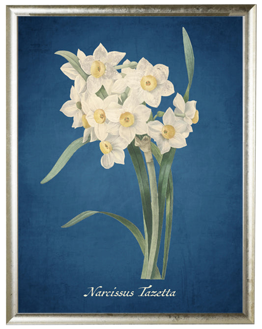 Daffodil Illustration on a Navy Background - Online Only