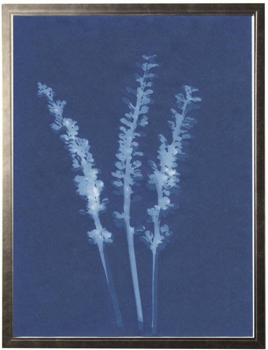 Indigo Liriope - Online Only