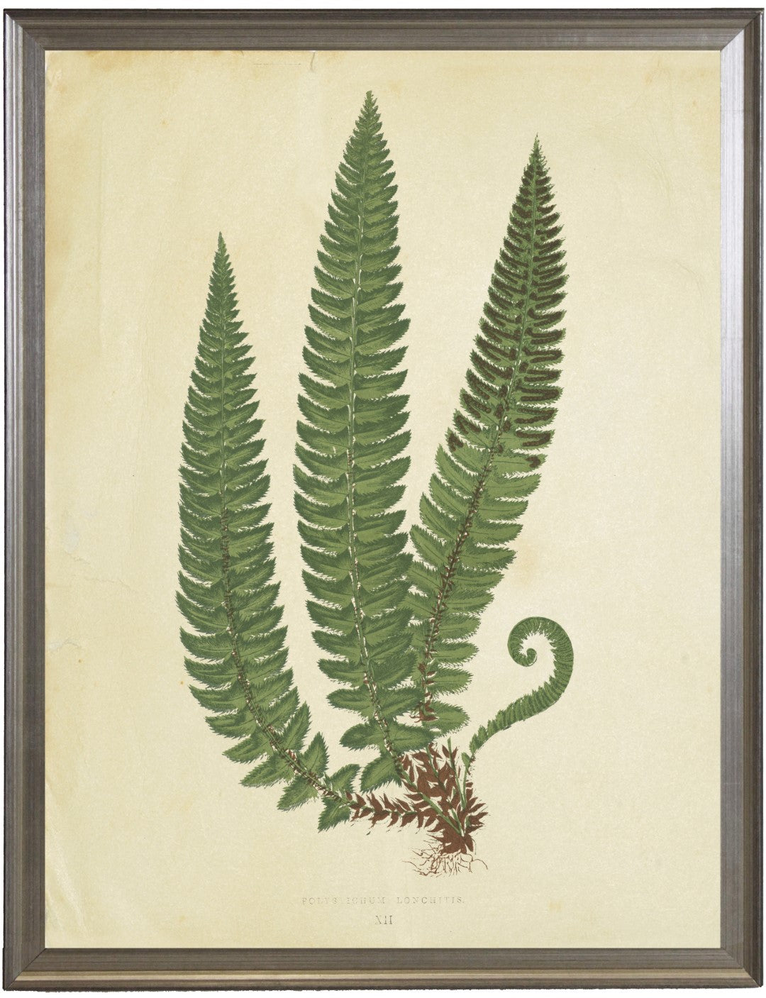 Fern Print C - Onlne Only
