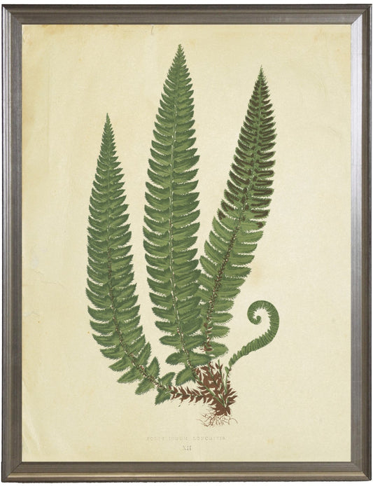 Fern Print C - Onlne Only