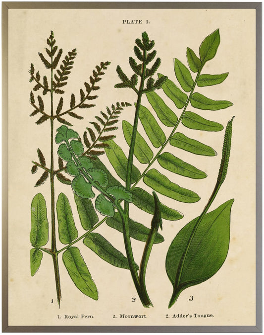 Vintage Fern Collage B - 2440-65 ZF (Gold Shadowbox) - Online Only