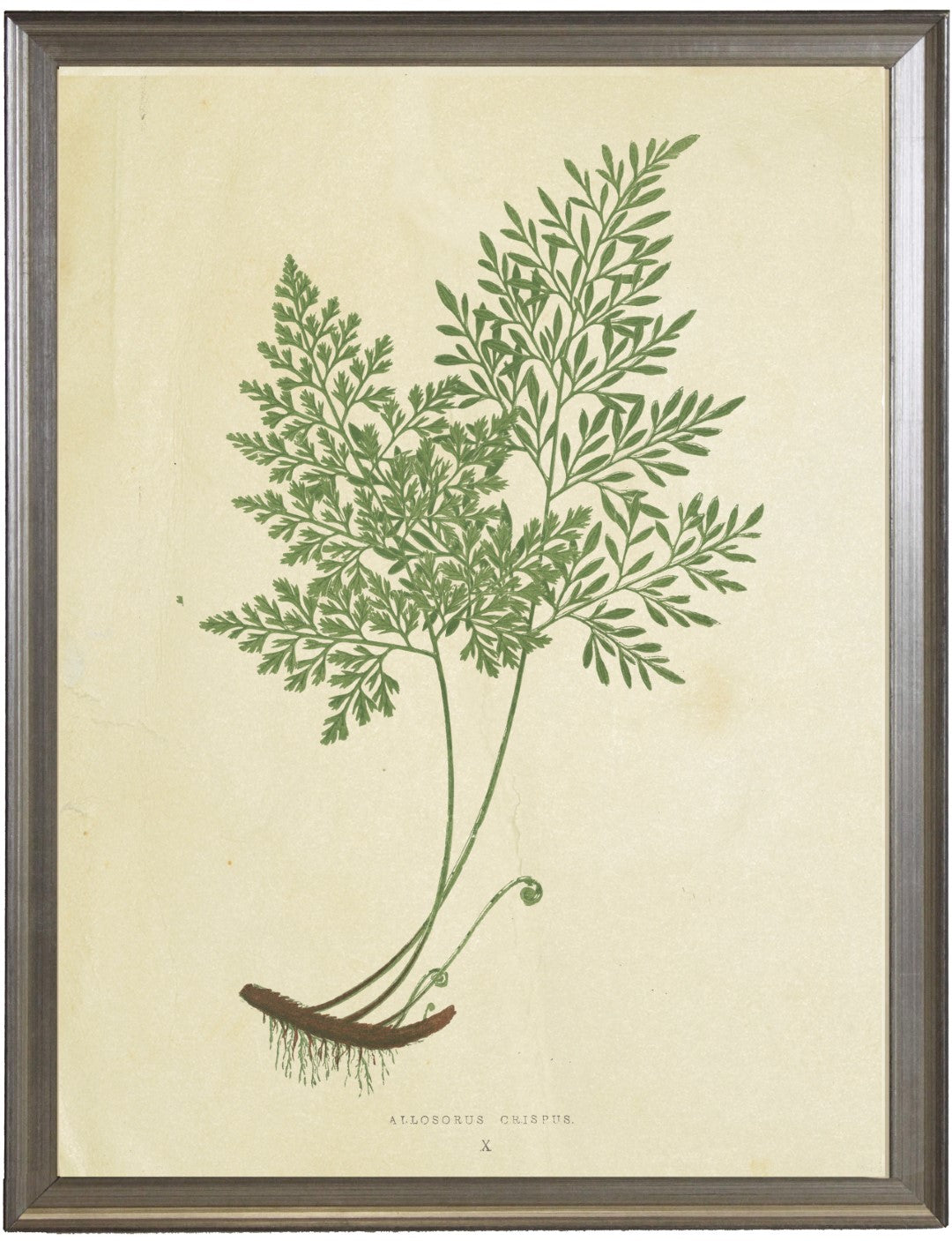 Fern Print A - Online Only