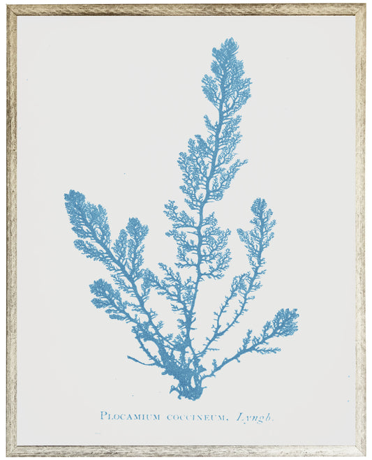 Blue Coral D - Online Only