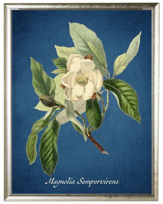 Magnolia Illustration on a Navy Background - Online Only
