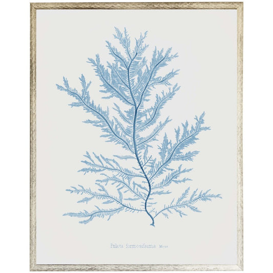 Blue Coral C - Online Only