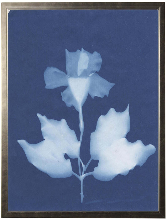 Indigo Impatien - Online Only