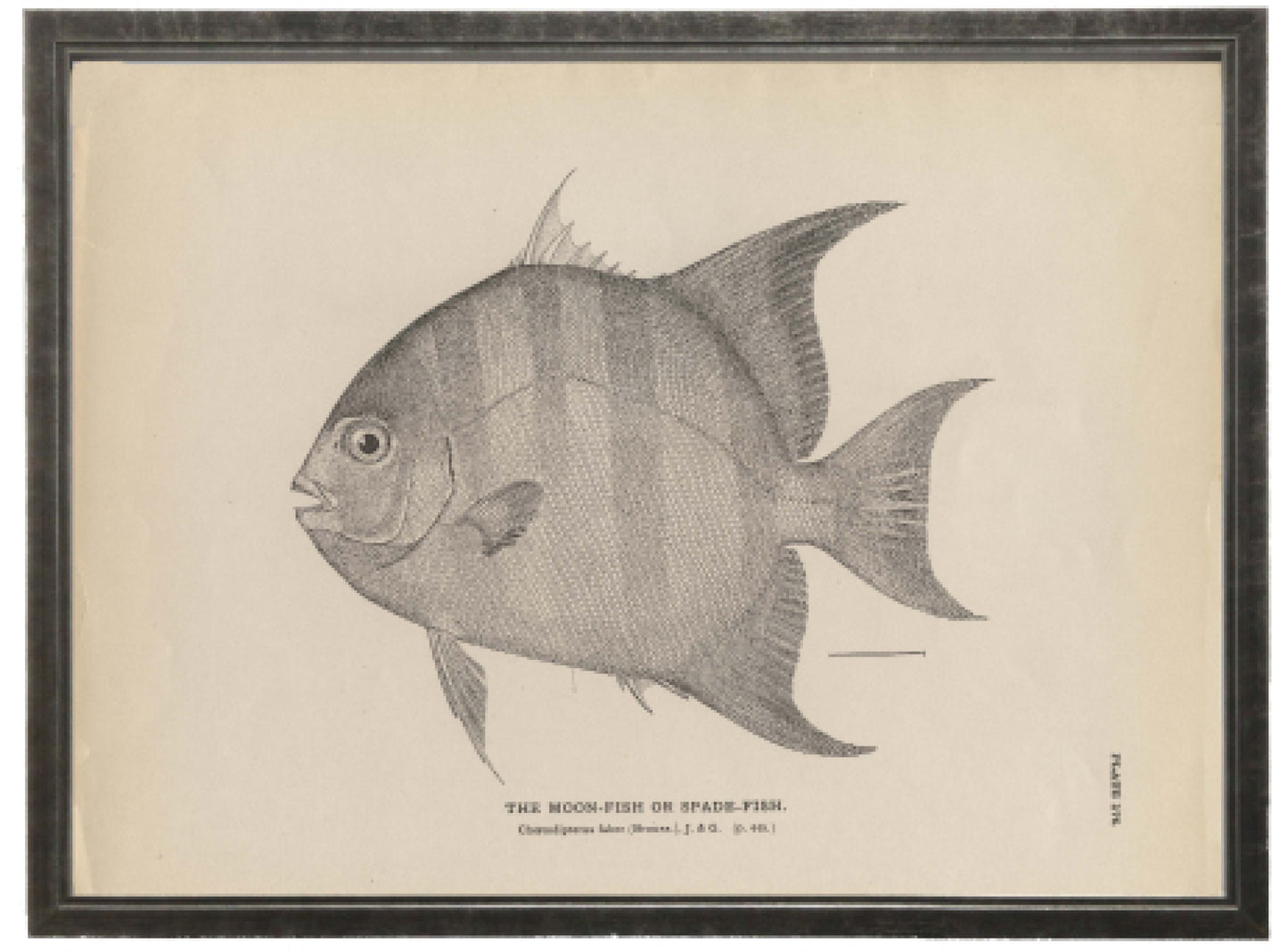 Single Moonfish - Online Only