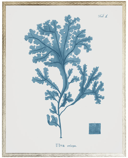 Blue Coral B - Online Only