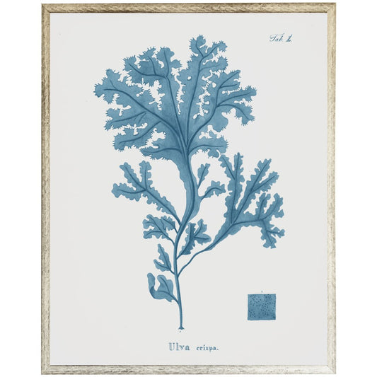 Blue Coral B - Online Only