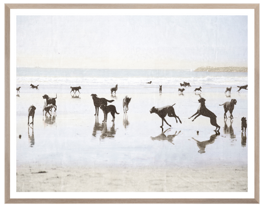 Dogs Day at the Beach