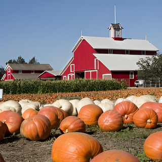 Pumpkin Hollow 14oz Jar Candle
