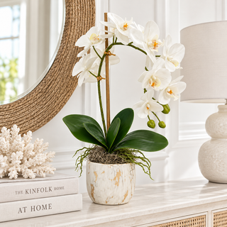 White Orchid in White Pot
