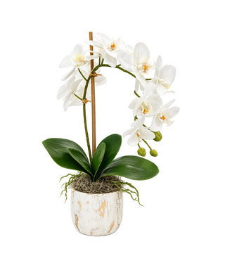 White Orchid in White Pot
